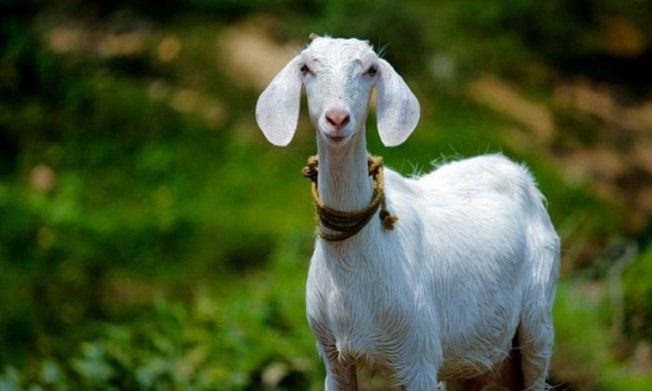 Xem tuổi xông đất 2024 cho gia chủ tuổi Ất Mùi 1955