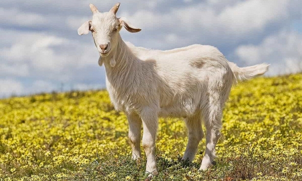 Xem tuổi xông đất 2024 cho gia chủ tuổi Tân Mùi 1991