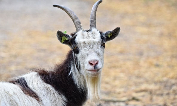 Xem tuổi xông đất 2024 cho gia chủ tuổi Đinh Mùi 1967