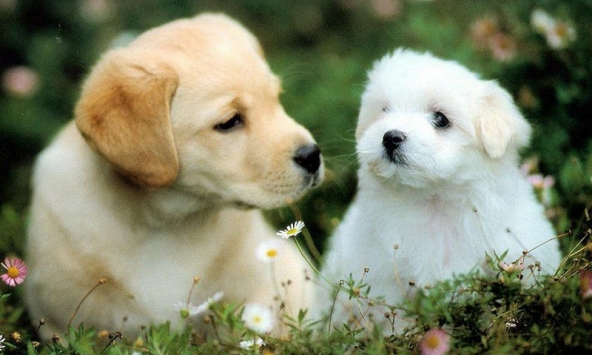 Xem tuổi xông đất 2024 cho gia chủ tuổi Mậu Tuất 1958