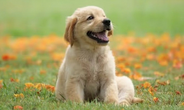 Xem tuổi xông đất 2024 cho gia chủ tuổi Canh Tuất 1970