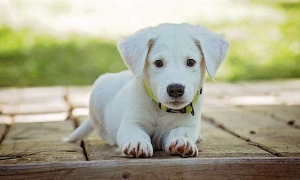 Xem tuổi xông đất 2024 cho gia chủ tuổi Giáp Tuất 1994