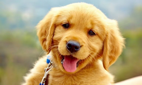 Xem tuổi xông đất 2024 cho gia chủ tuổi Nhâm Tuất 1982