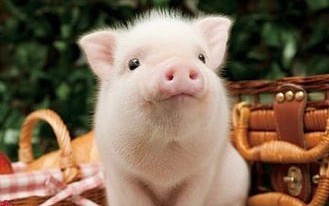 Xem tuổi xông đất 2024 cho gia chủ tuổi Tân Hợi 1971