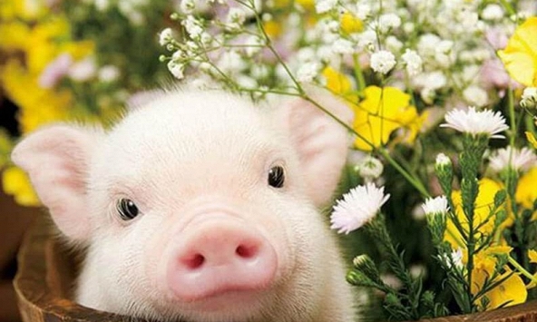 Xem tuổi xông đất 2024 cho gia chủ tuổi Quý Hợi 1983