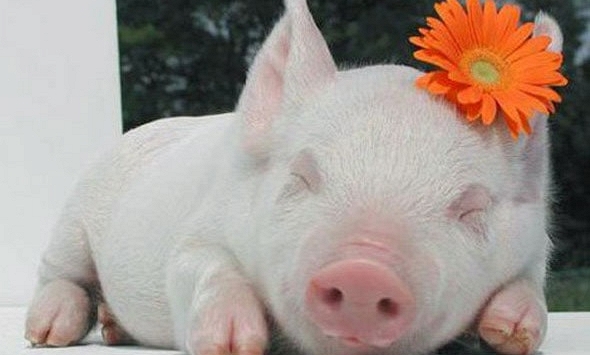 Xem tuổi xông đất 2024 cho gia chủ tuổi Ất Hợi 1995