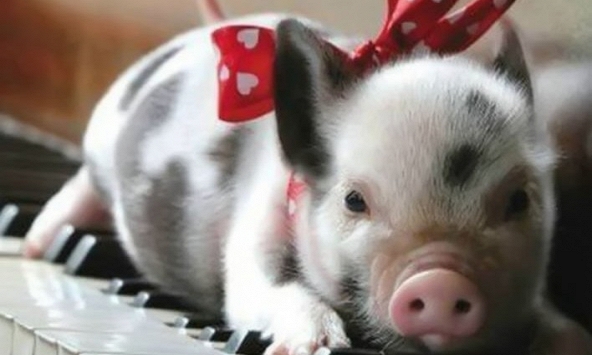 Xem tuổi xông đất 2024 cho gia chủ tuổi Kỷ Hợi 1959