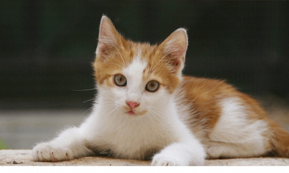 Tuổi Đinh Mão 1987 xuất hành Tết 2024 vào giờ nào, hướng nào tốt nhất?