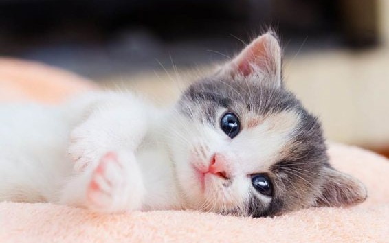 Tuổi Quý Mão 1963 xuất hành Tết 2024 vào giờ nào, hướng nào tốt nhất?