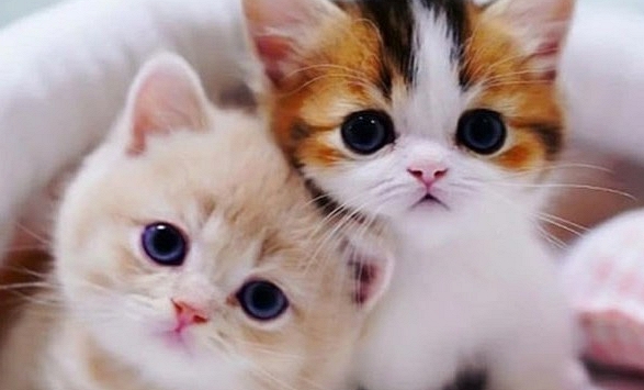 Ngày khai trương đẹp nhất năm 2024 cho tuổi Quý Mão 1963