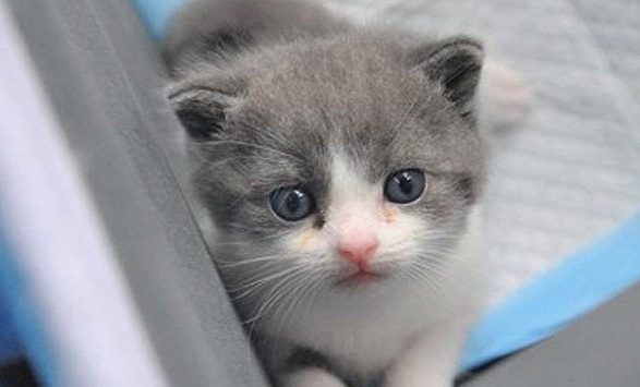 Ngày khai trương đẹp nhất năm 2024 cho tuổi Ất Mão 1975