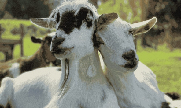 Ngày khai trương đẹp nhất 2024 cho tuổi Quý Mùi 2003