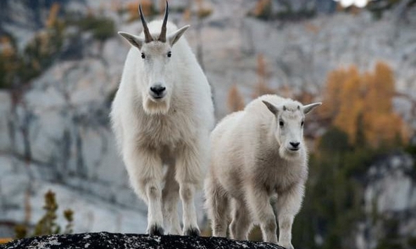 Ngày khai trương đẹp nhất năm 2024 cho tuổi Đinh Mùi 1967