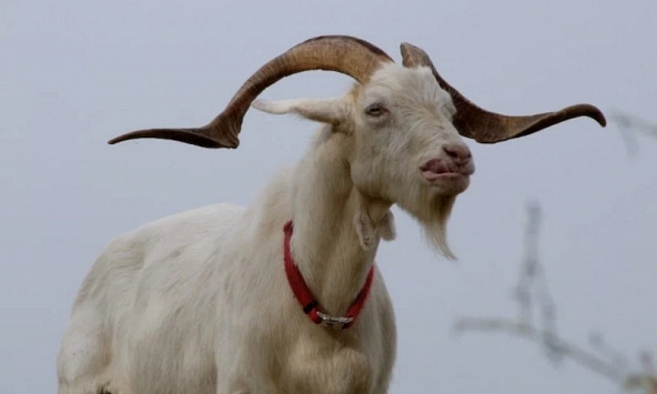 Tuổi Kỷ Mùi 1979 xuất hành Tết 2024 vào giờ nào, hướng nào tốt nhất?