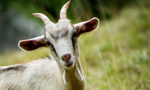 Tuổi Tân Mùi 1991 xuất hành Tết 2024 vào giờ nào, hướng nào tốt nhất?