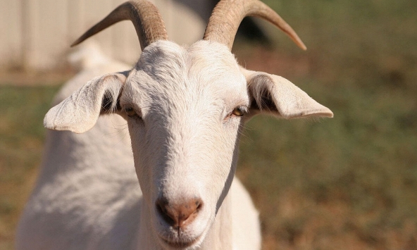 Tuổi Đinh Mùi 1967 xuất hành Tết 2024 vào giờ nào, hướng nào tốt nhất?