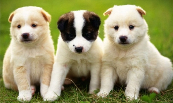 Tuổi Canh Tuất 1970 xuất hành Tết 2024 vào giờ nào, hướng nào tốt nhất?