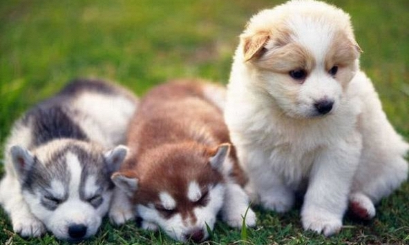 Tuổi Mậu Tuất 1958 xuất hành Tết 2024 vào giờ nào, hướng nào tốt nhất?