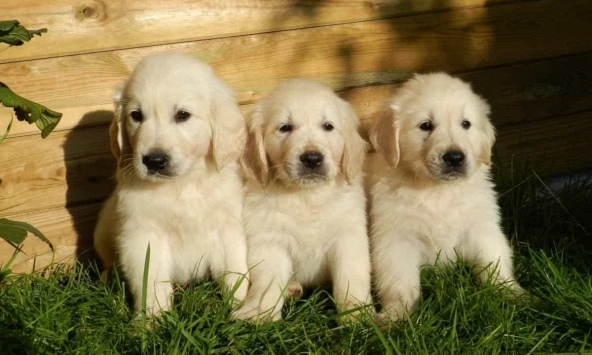 Tuổi Nhâm Tuất 1982 xuất hành Tết 2024 vào giờ nào, hướng nào tốt nhất?