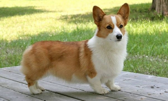 Ngày khai trương đẹp nhất năm 2024 cho tuổi Mậu Tuất 1958