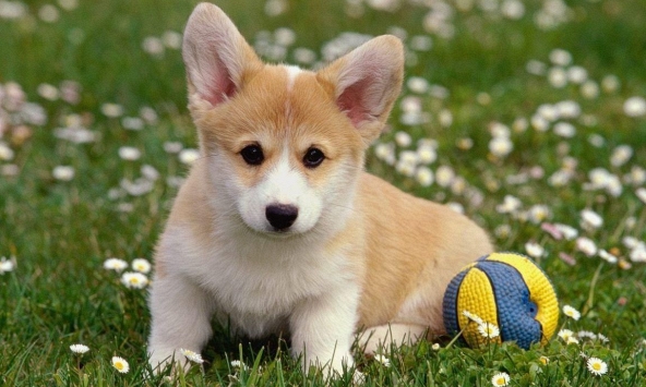 Ngày khai trương đẹp nhất năm 2024 cho tuổi Giáp Tuất 1994