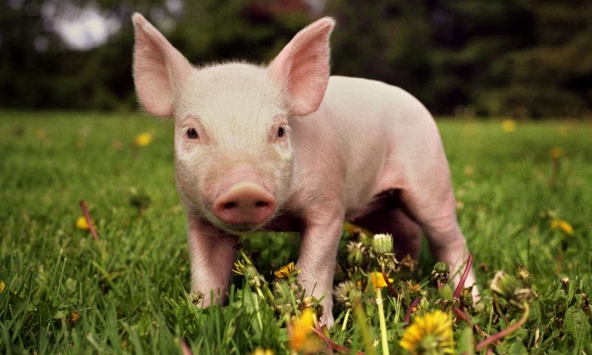 Ngày khai trương đẹp nhất năm 2024 cho tuổi Quý Hợi 1983