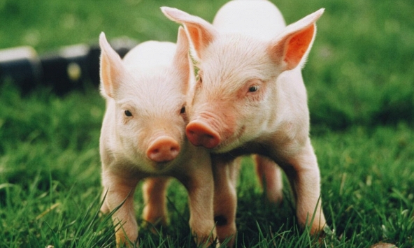 Ngày khai trương đẹp nhất năm 2024 cho tuổi Ất Hợi 1995