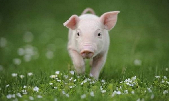 Ngày khai trương đẹp nhất năm 2024 cho tuổi Tân Hợi 1971