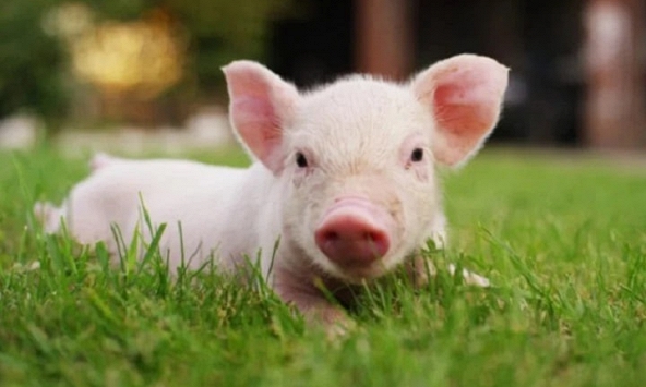 Ngày khai trương đẹp nhất năm 2024 cho tuổi Kỷ Hợi 1959