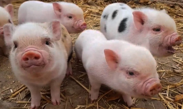 Tuổi Tân Hợi 1971 xuất hành Tết 2024 vào giờ nào, hướng nào tốt nhất?