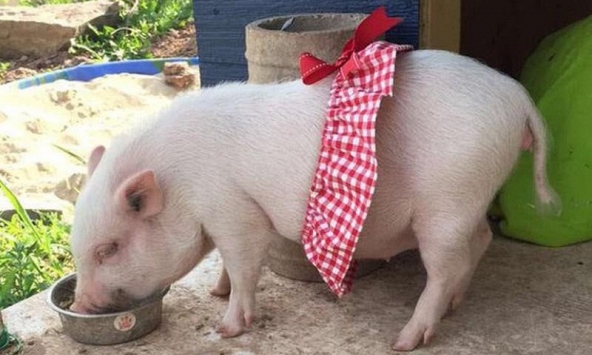 Tuổi Ất Hợi 1995 xuất hành Tết 2024 vào giờ nào, hướng nào tốt nhất?