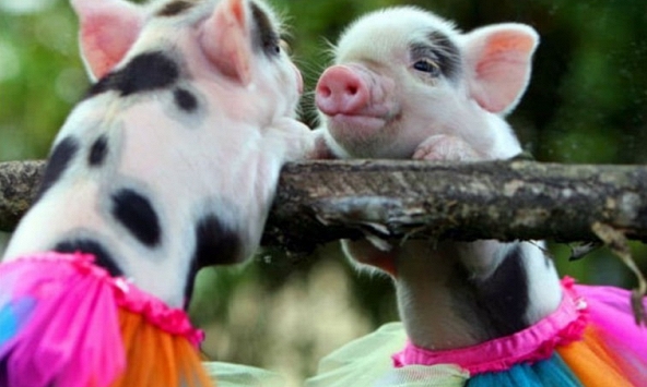 Tuổi Kỷ Hợi 1959 xuất hành Tết 2024 vào giờ nào, hướng nào tốt nhất?