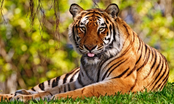 Ngày khai trương đẹp nhất năm 2024 cho tuổi Bính Dần 1986