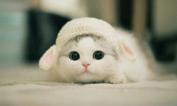 Ngày khai trương đẹp nhất năm 2024 cho tuổi Kỷ Mão 1999