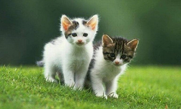 Ngày khai trương đẹp nhất năm 2024 cho tuổi Đinh Mão 1987