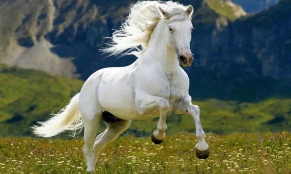 Ngày khai trương đẹp nhất năm 2024 cho tuổi Mậu Ngọ 1978