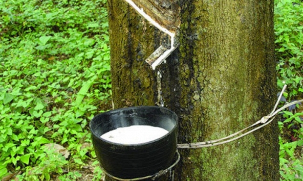 Giá cao su hôm nay 9/2: Xu hướng tăng