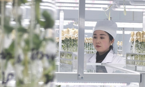 Ngành hạt giống 'Kỷ nguyên Công nghiệp 3.0' của Trung Quốc bị phương Tây bỏ lại phía sau