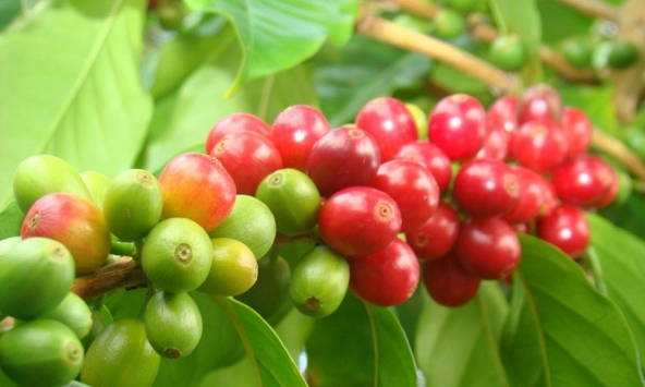 Giá cà phê hôm nay 13/2: Cao nhất 79.800 đồng/kg