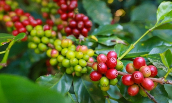 Giá cà phê hôm nay 14/2: Cao nhất 78.900 đồng/kg