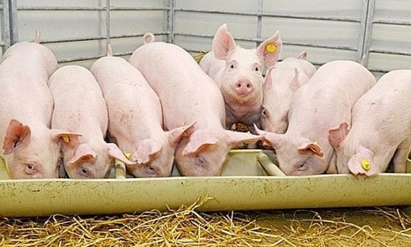 Giá heo hơi hôm nay 16/2:  Ổn định sau Tết