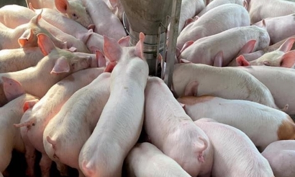 Giá heo hơi hôm nay 17/2:  Dự báo về giá heo sau tết