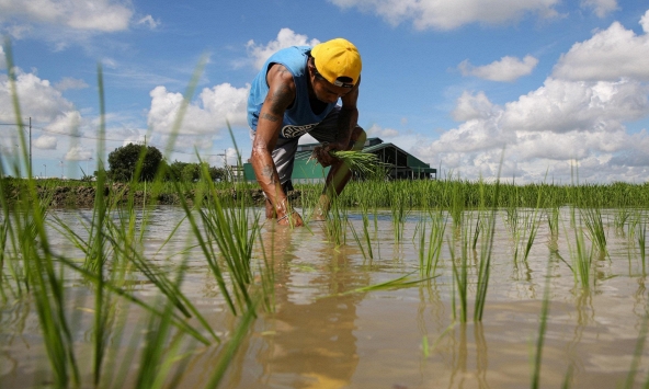 Philippines nỗ lực hạ giá gạo dù nguồn cung dồi dào