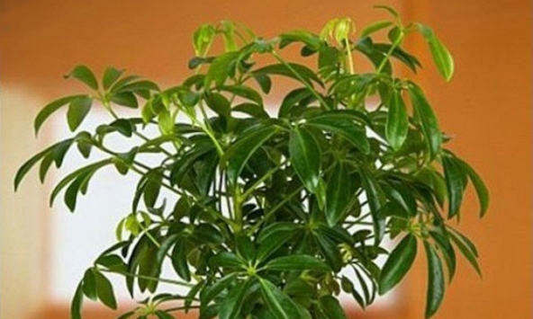 Vị trí đặt cây cảnh hợp phong thủy, hút tài lộc cho cửa hàng