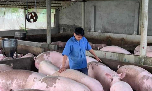 Giá heo hơi hôm nay 19/2: Giảm nhẹ tại miền Bắc
