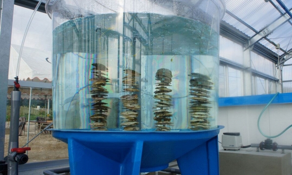 Nuôi hàu trên cạn kiểu mới tại Nhật