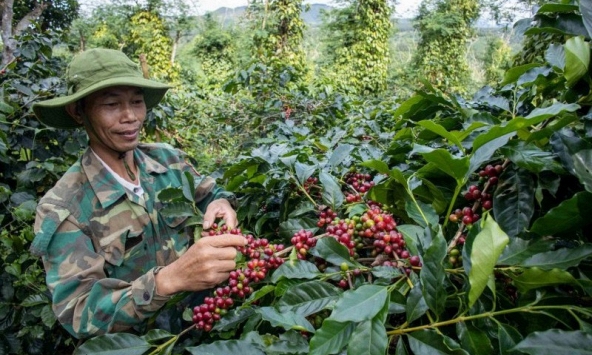 Giá cà phê hôm nay 20/2: Cao nhất 81.600 đồng/kg