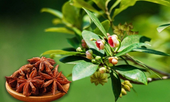 Hoa hồi thành nông sản xuất khẩu triệu USD sang Ấn Độ