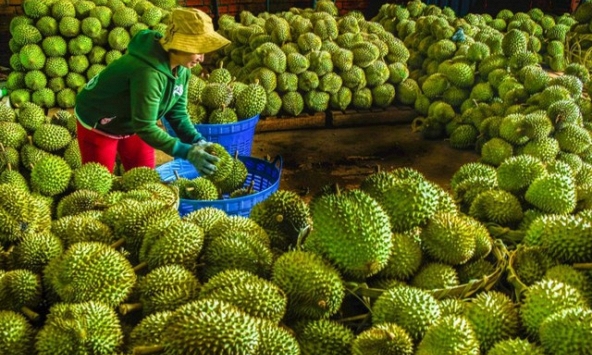 Đầu năm, xuất khẩu hoa quả tiếp tục bứt phá