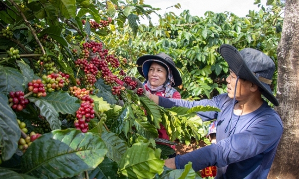 Giá cà phê hôm nay 21/2: Tăng nhẹ